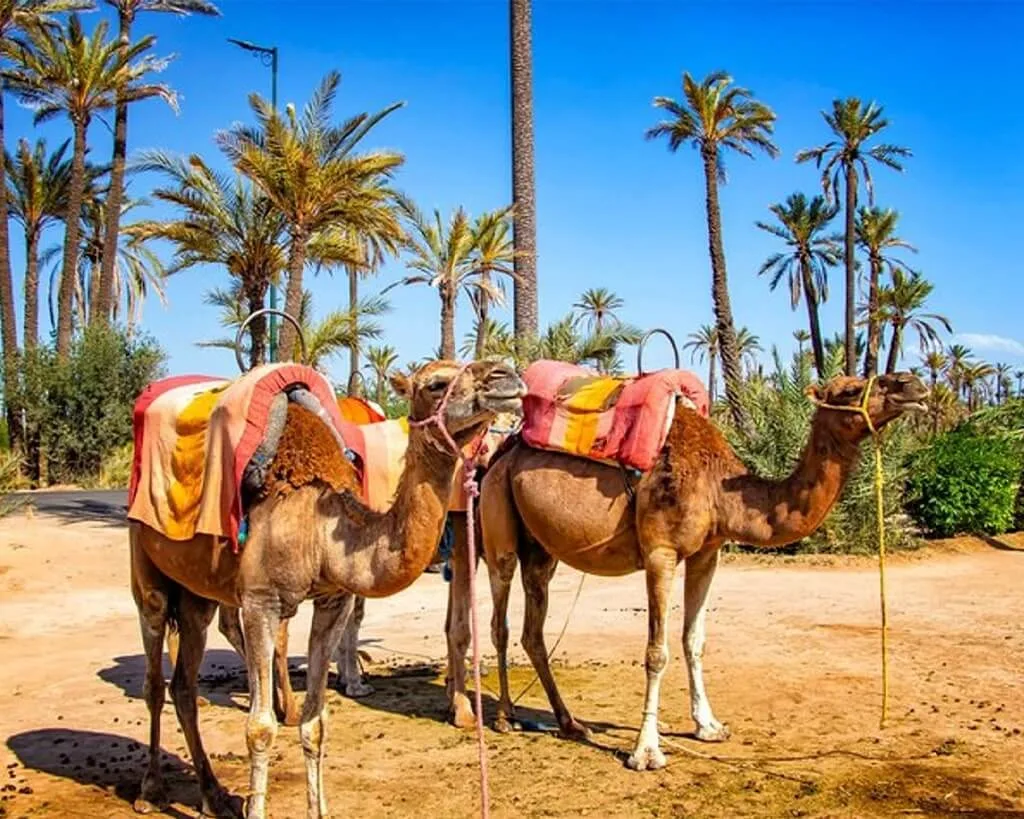 6 Amazing Things To Do In Marrakech
