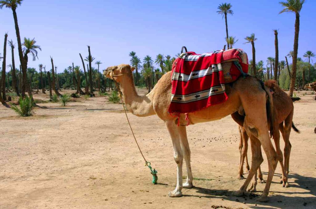 6 Amazing Things To Do In Marrakech