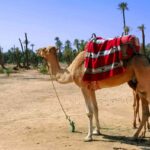 6 Amazing Things To Do In Marrakech